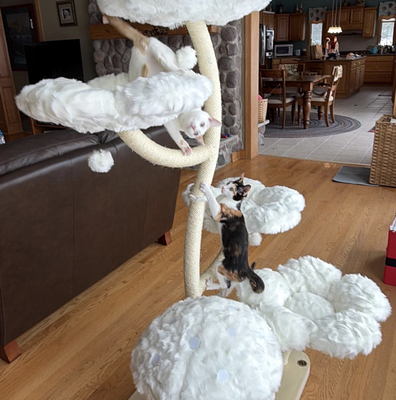 Teddy Blanc Eden: The Garden of Flowers Cat Tree