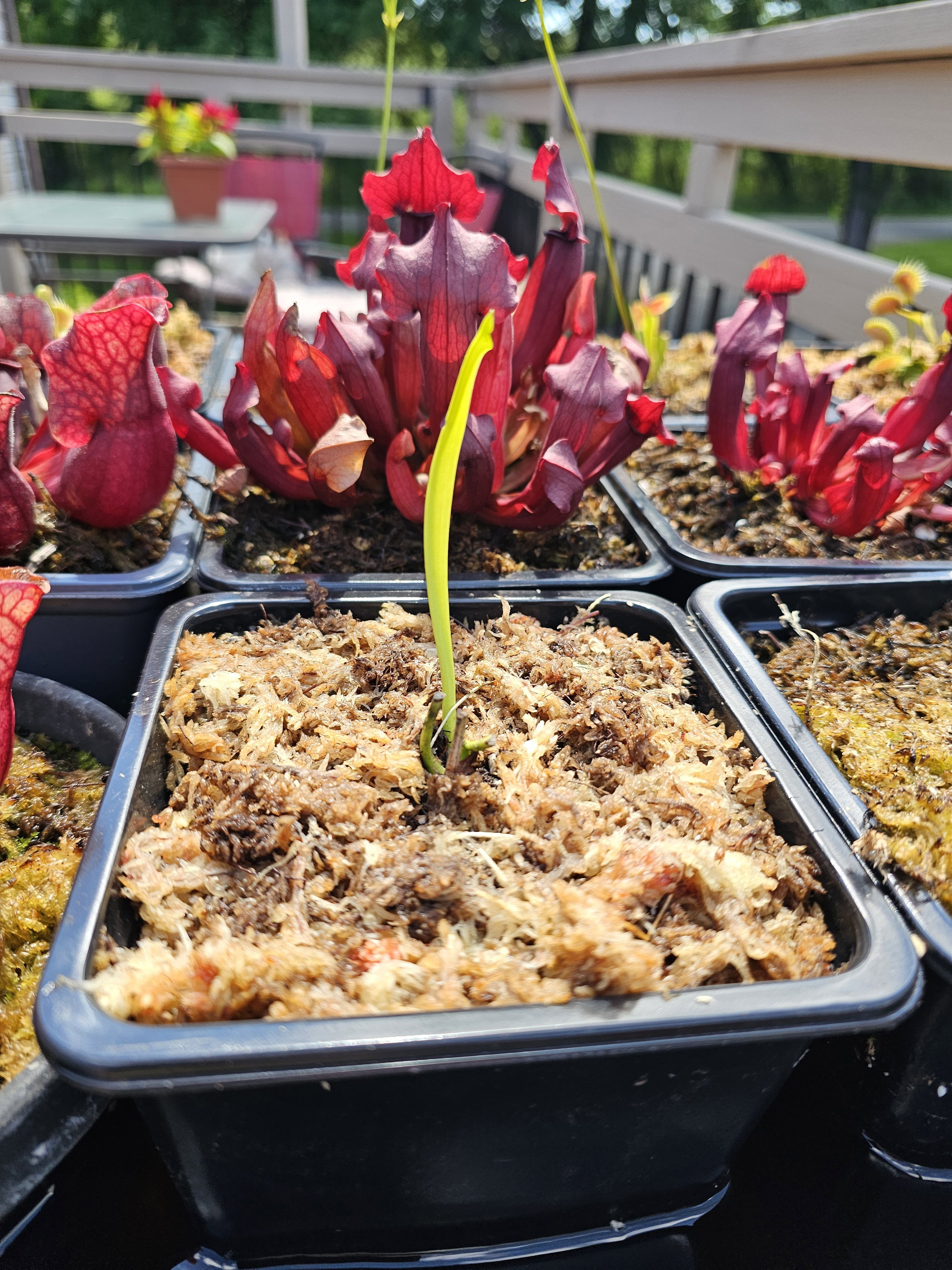 Sarracenia Doreen's Colossus x The Kraken for Sale