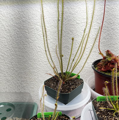 Nepenthes ventricosa x (spathulata x lowii) for Sale