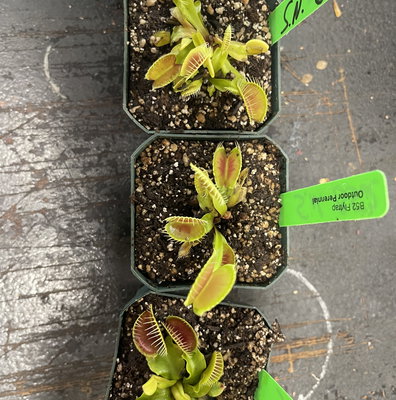 Sarracenia Hurricane Creek White x Adrian Slack