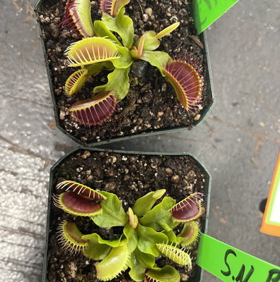 ペリーナです₊⁎⁺˳✧༚ Nepenthes adnata x platychila, CAR-0320 – Carnivero