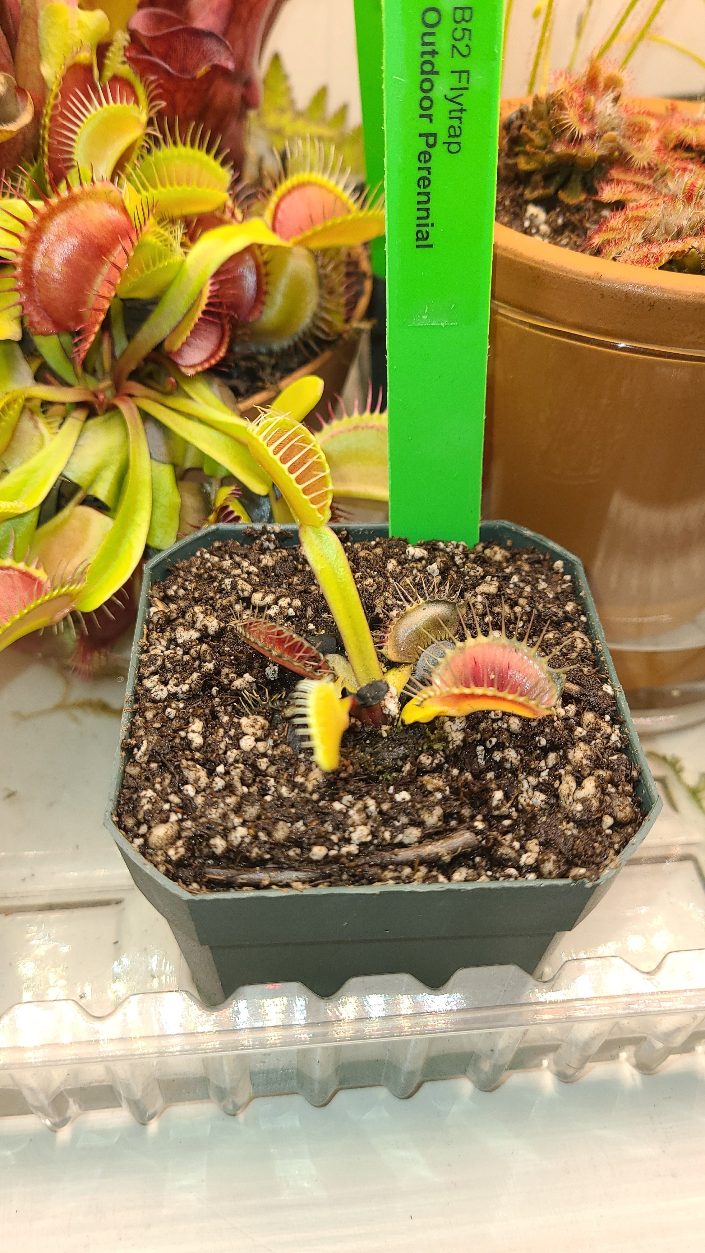 Addon: #88756, Big Mouth Flytrap
