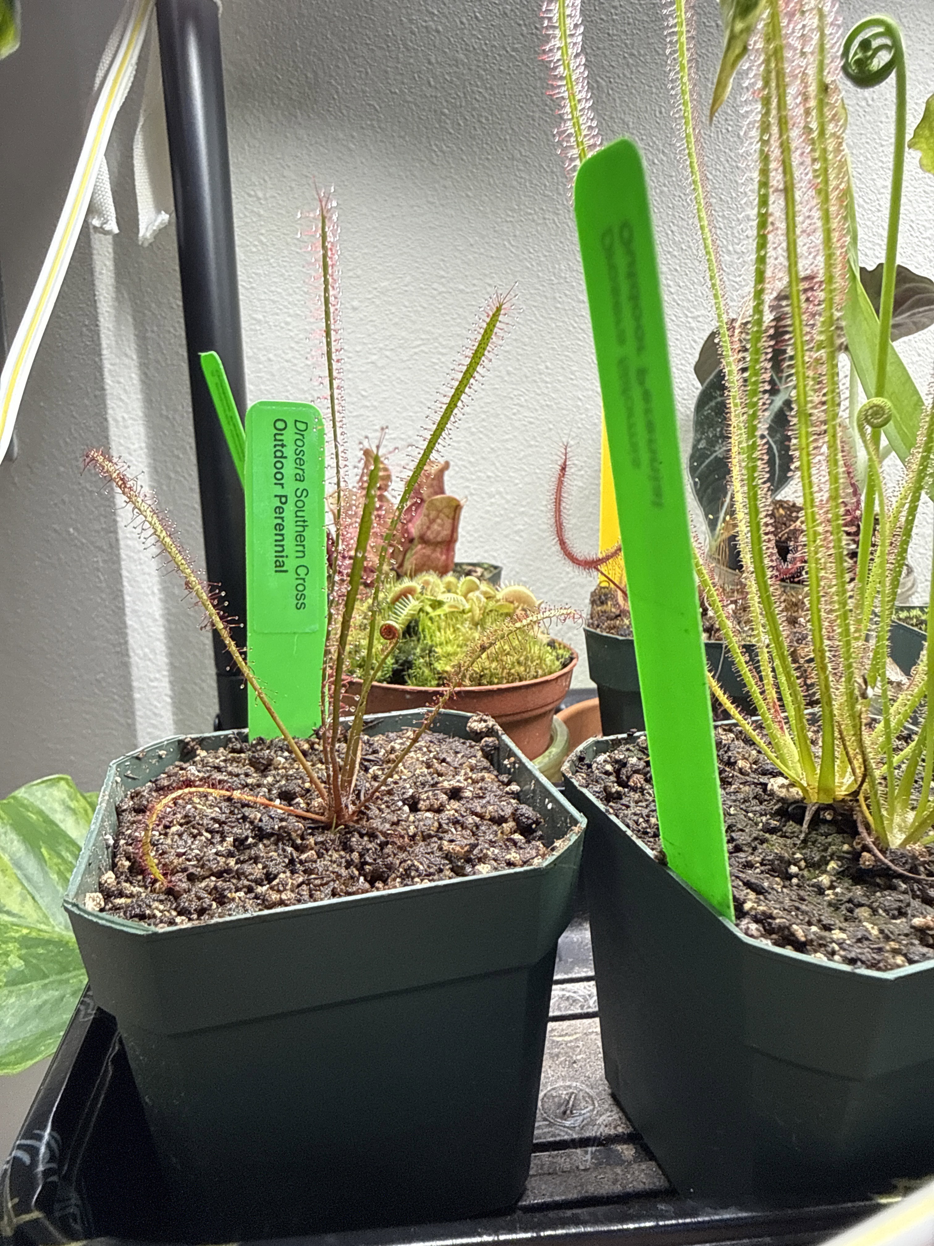 Sarracenia Hummer's Okee Classic