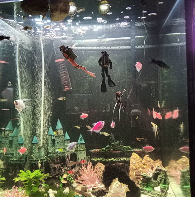 fish tank accessories toronto Aquarium Dcor Aquarium Products->Decorations
