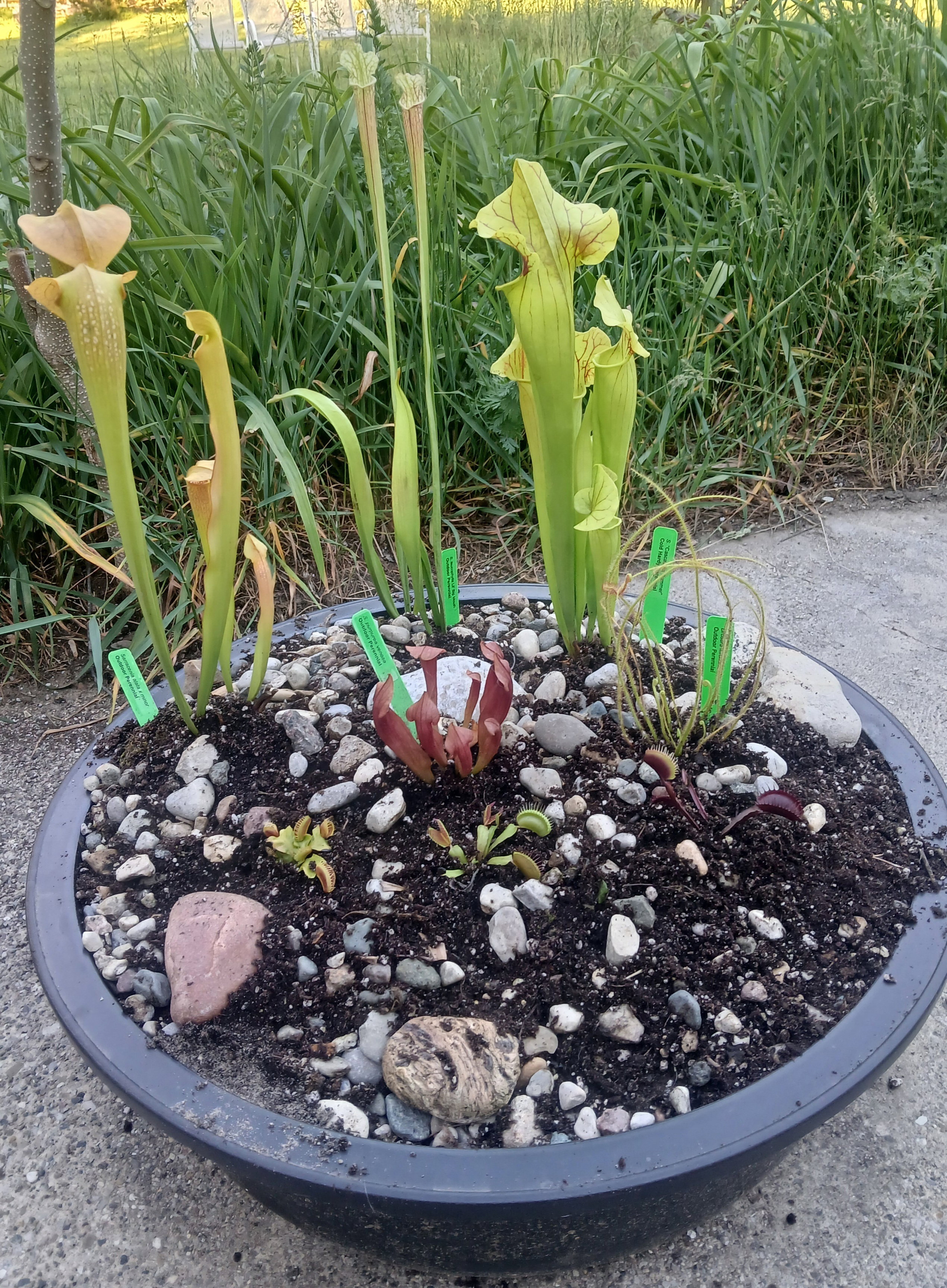 プランター B52 Flytrap for Sale. Grow Carnivorous Plants!