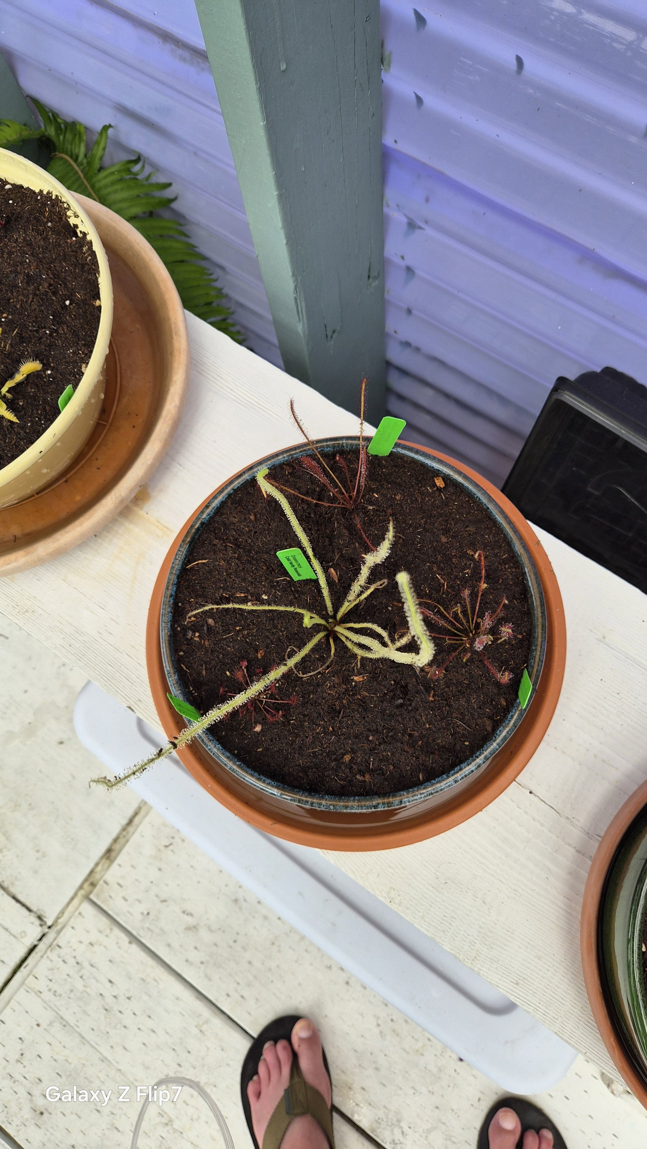 Nepenthes maxima x vogelii for Sale