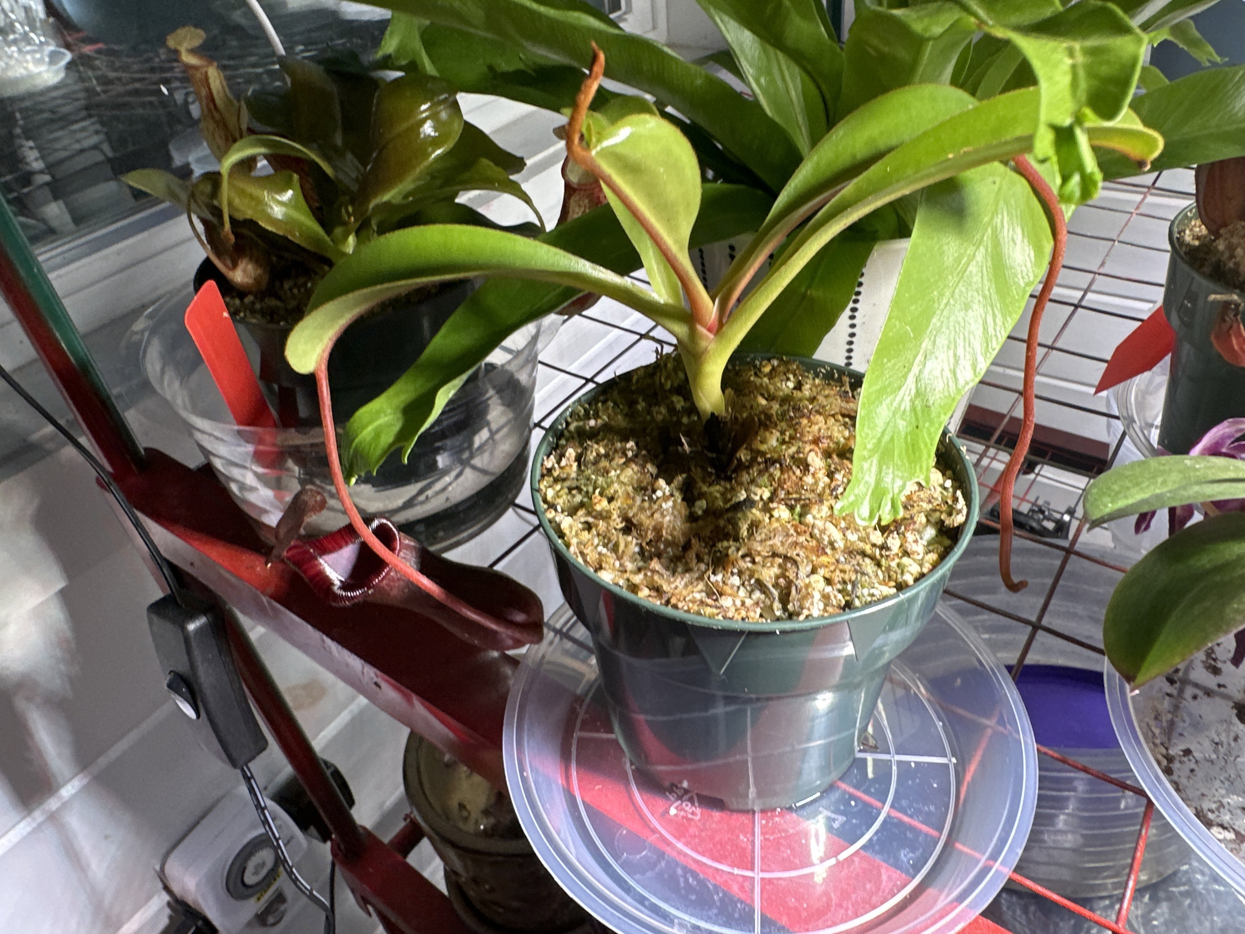 Nepenthes campanulata x maxima for sale. Grow Carnivorous Plants!