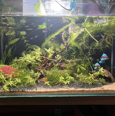 fish tank accessories online shopping india SunSun ATS-220 Desktop Betta Kit Dive into an immersive project with the LEGO Icons Tropical Aquarium (10366) fish tank decor building set for adults Best Cheapest Aquarium Fish Online