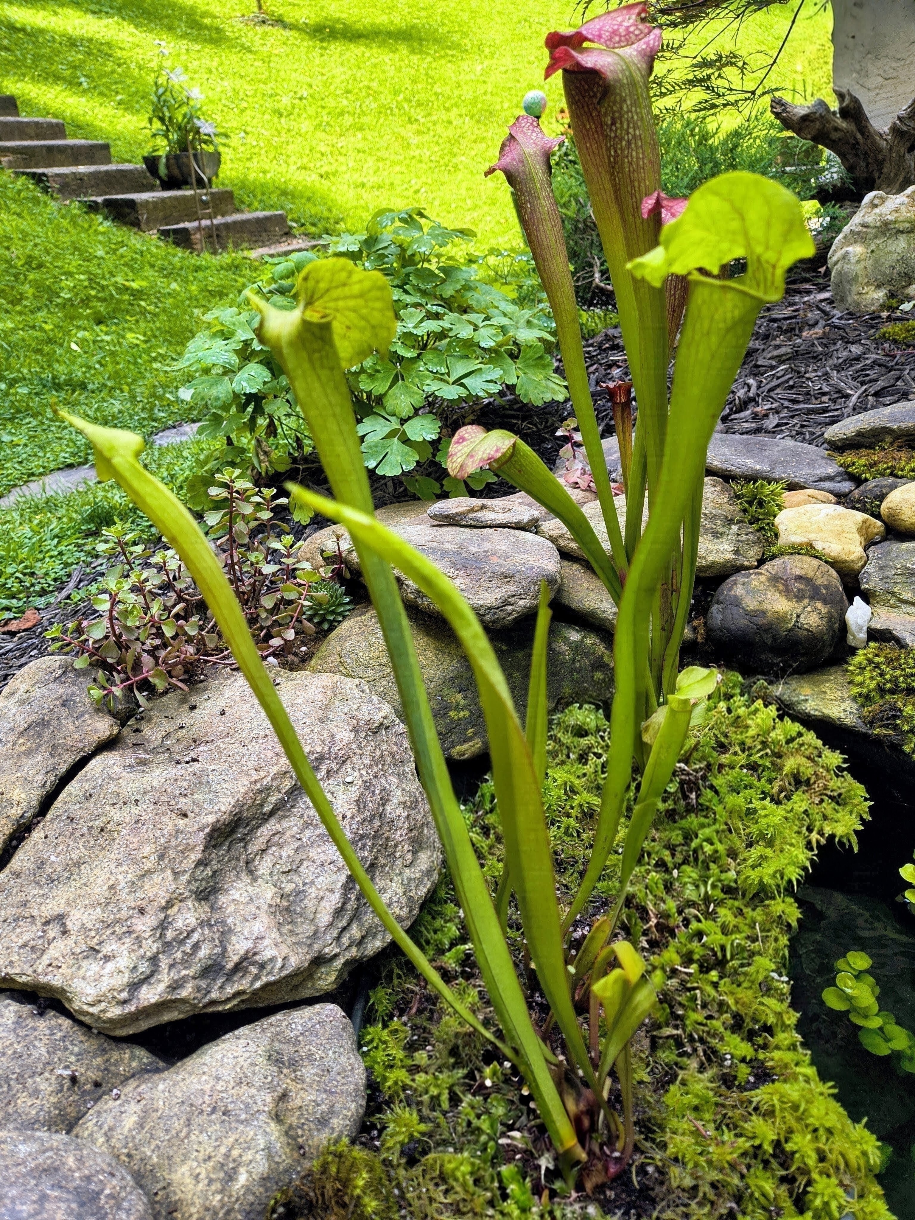Nepenthes chaniana x (lowii x merrilliana) for Sale