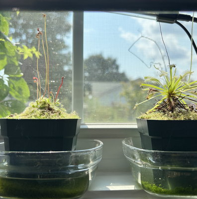 Nepenthes rafflesiana x trusmadiensis for Sale