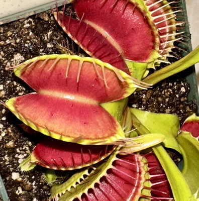 Heliamphora parva x Godzilla for Sale | Sarracenia Northwest