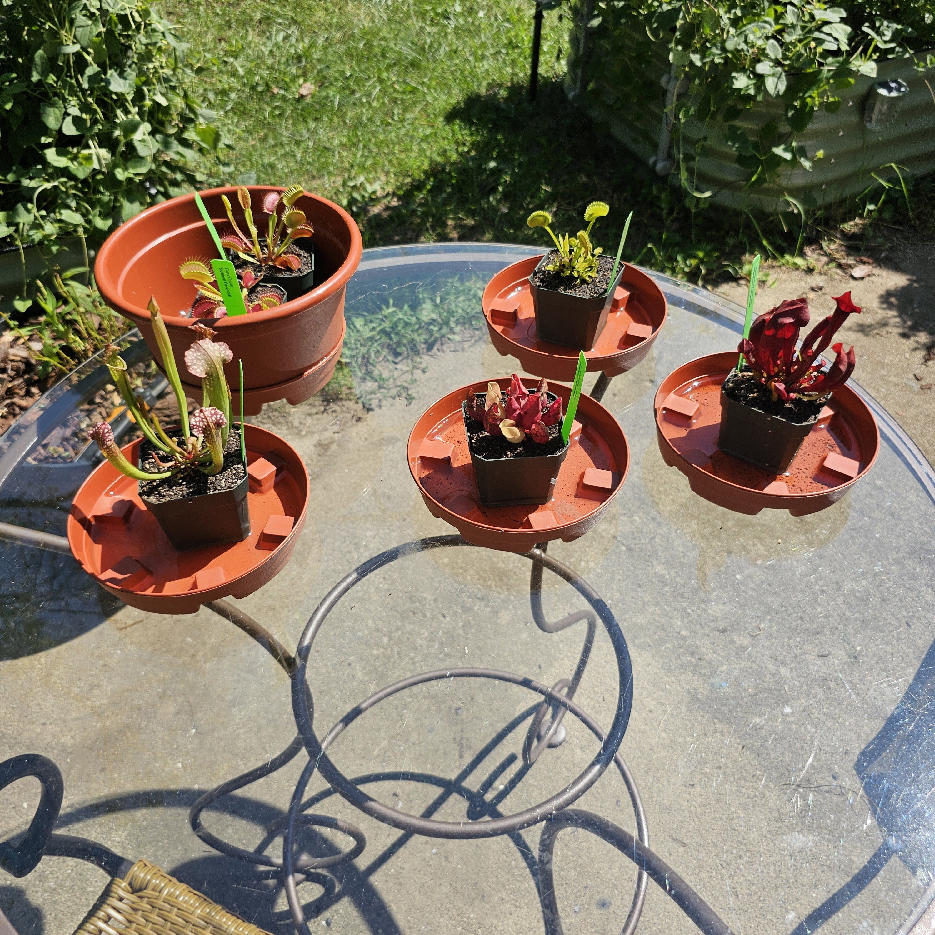 Flexx Venus Flytrap for Sale | Sarracenia Northwest